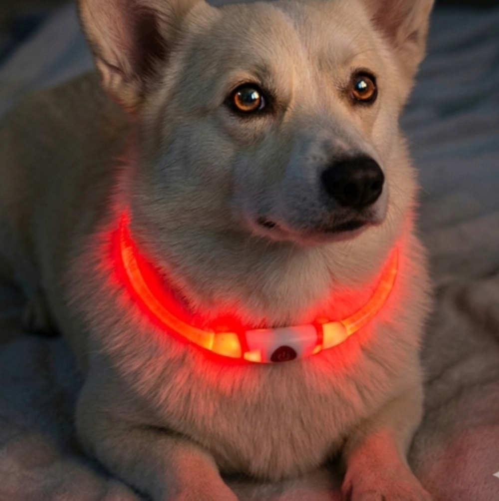 New Halo dog light Up Safety Collar , Battery operated, Adjustable size.